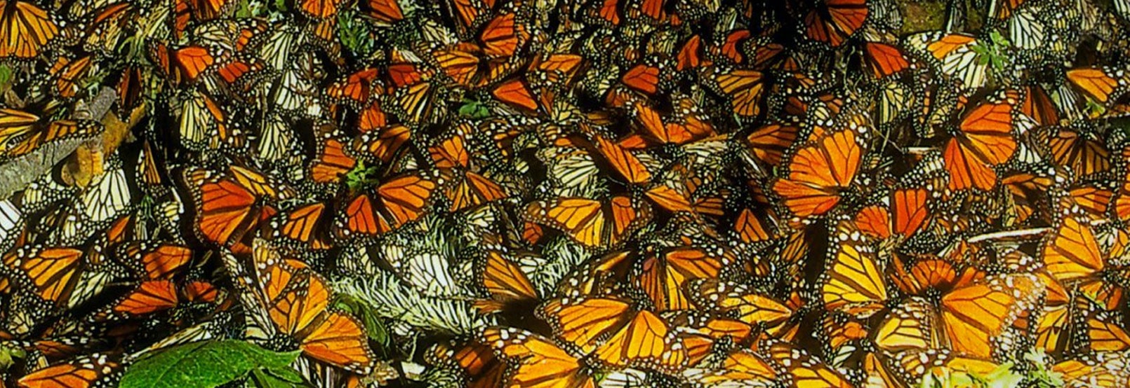RUTA DE LA RELAJACION Y DE LA MARIPOSA MONARCA EN EL ESTADO DE MEXICO